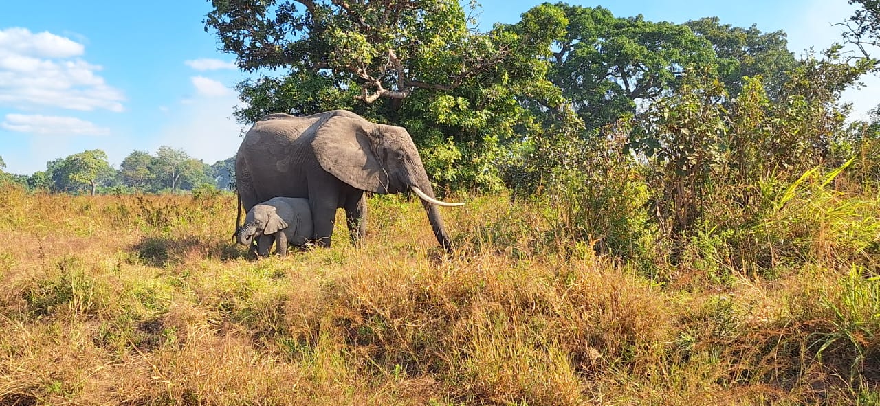 Elephants of the wilderness